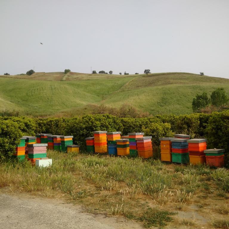 Agriturismo Trappeto Vecchio San Demetrio Corone Екстериор снимка